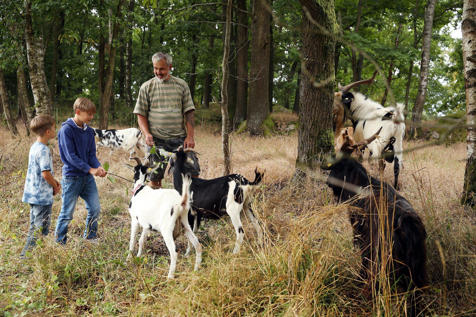 Zwei Kinder stehen mit einem Mann inmitten einer Ziegenherde und füttern diese mit grünen Zweigen. 