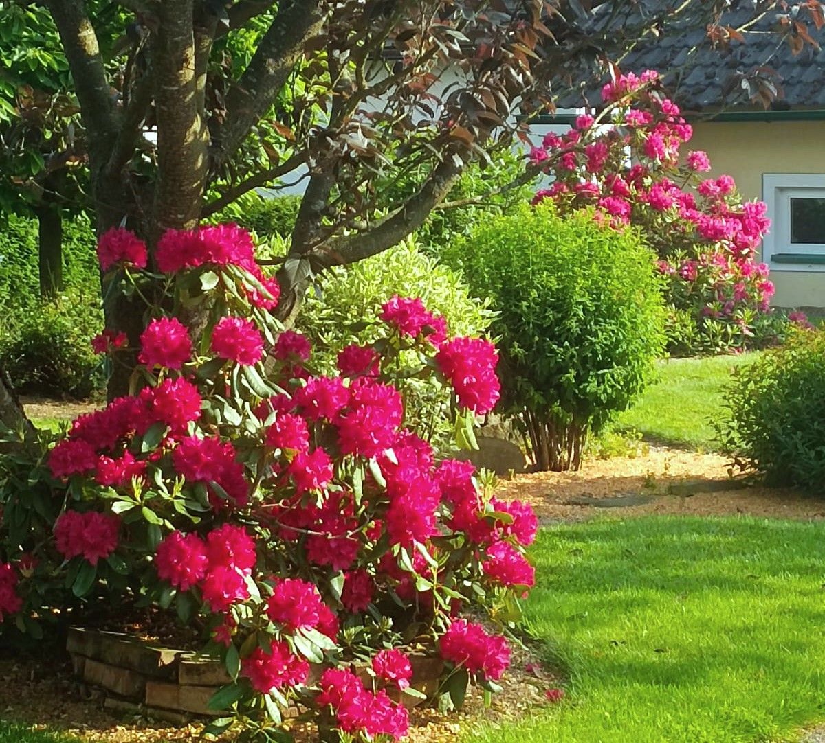 Ein Garten mit blühenden, pinken Rhododendronbüschen und grüner Rasenfläche.