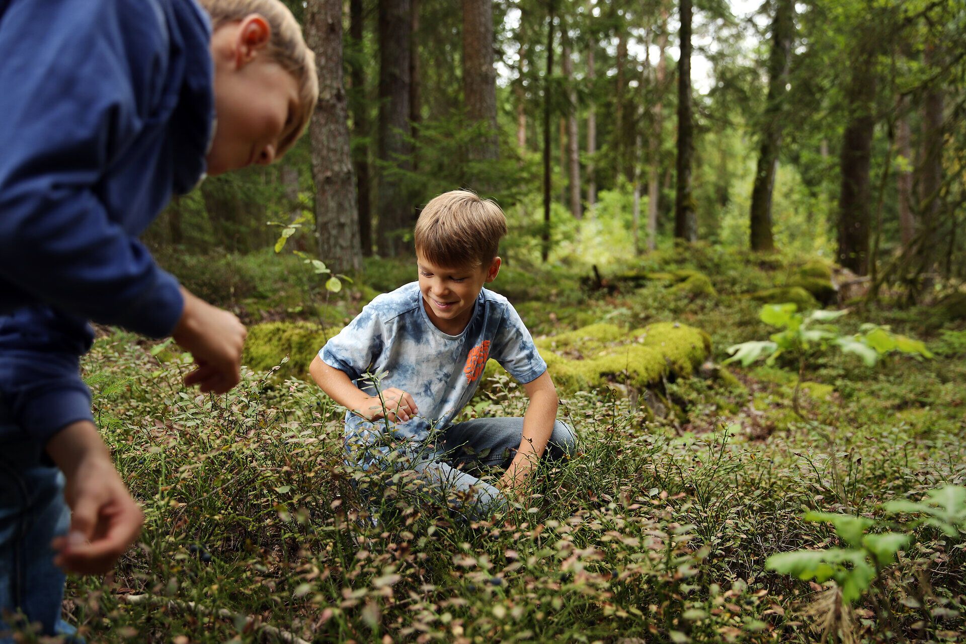 Zwei Kinder sammeln eifrig Heidelbeeren mitten im Wald. 