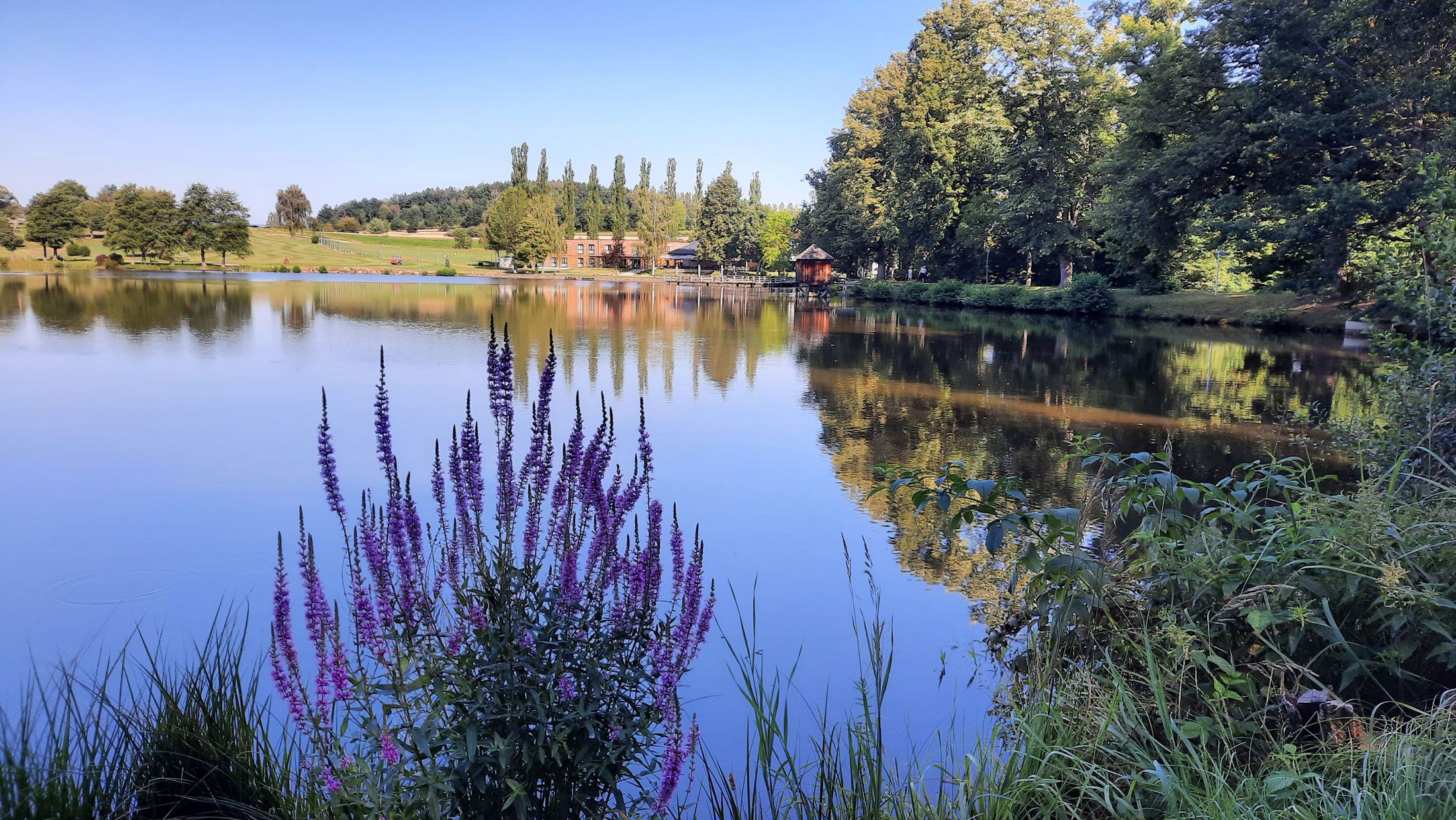 Ruhiger See mit lila Blumen im Vordergrund, Bäume und Gebäude im Hintergrund.