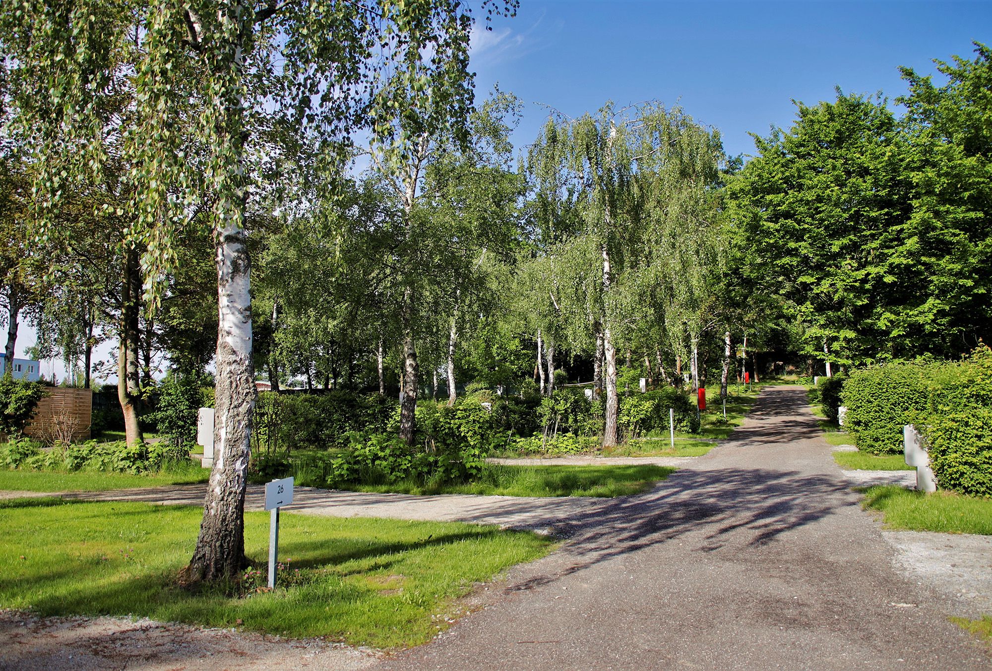 Ein Weg führt durch einen grünen Park mit Birken und anderen Bäumen unter blauem Himmel.