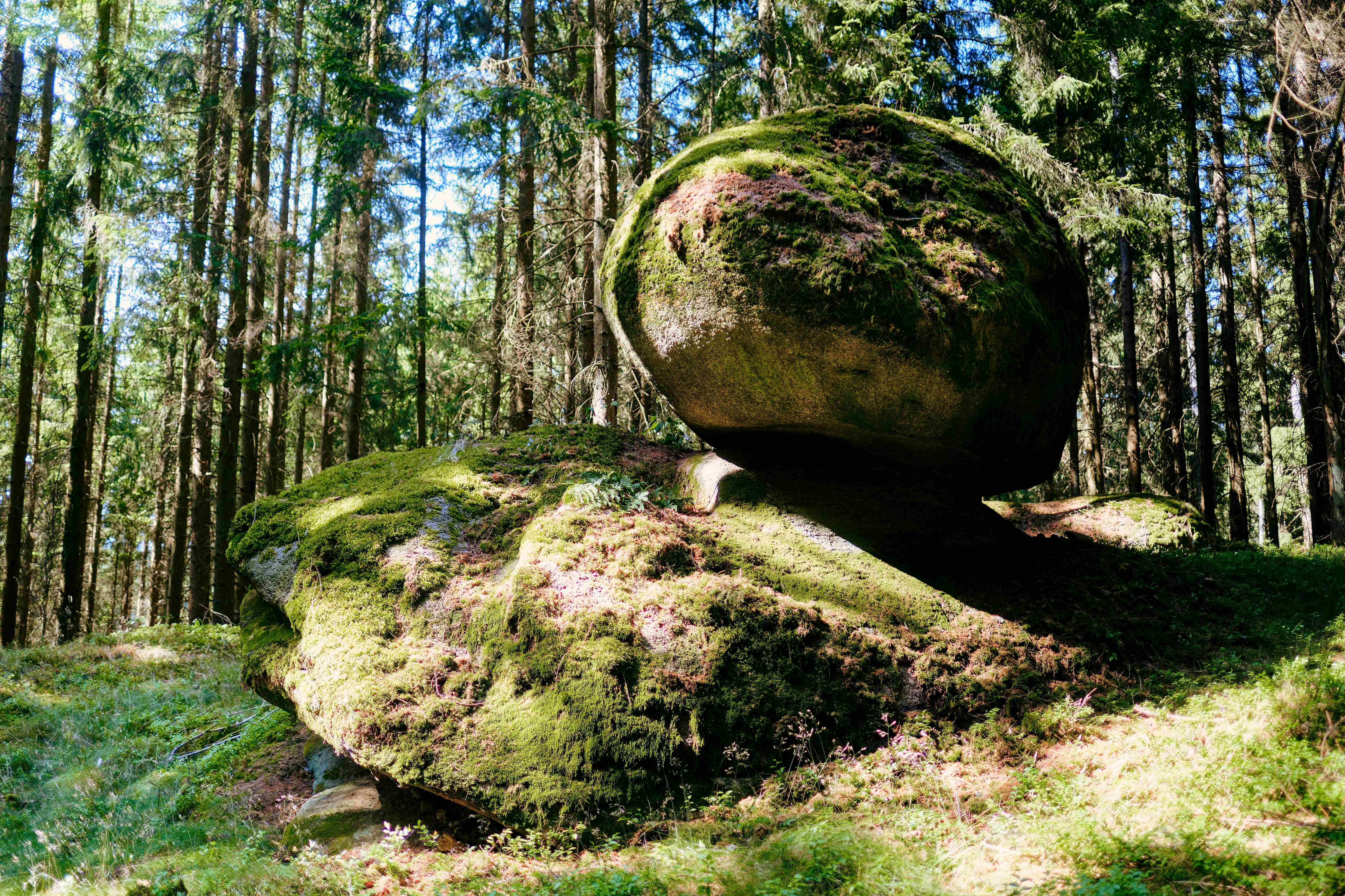 Unser Wald - ein Naturjuwel