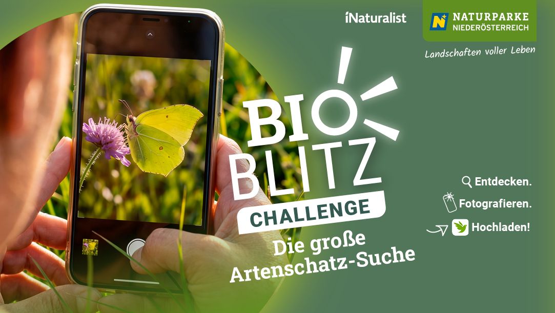 Ein Bild, welches die Bioblitz Challenge bewirbt und die wichtigsten Eckdaten dazu zusammenfasst. 