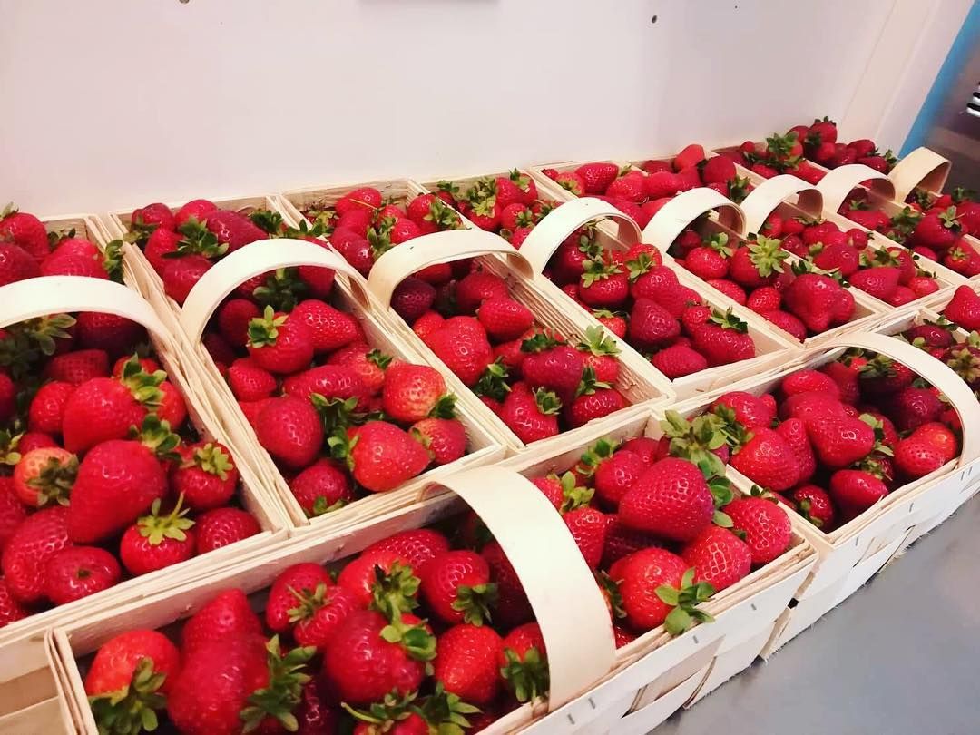 frische Erdbeeren